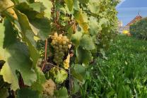 Balade instructive à Lavaux - Profitez d'une excursion viticole unique pour 2 personnes